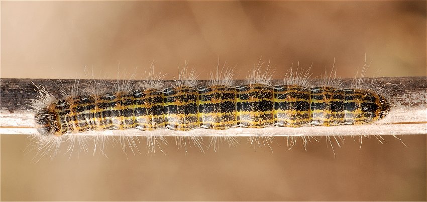 bruco su salice bianco: Phalera bucephala